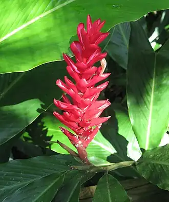 Alpinia purpurata