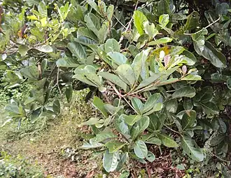 Alseodaphne semecarpifolia