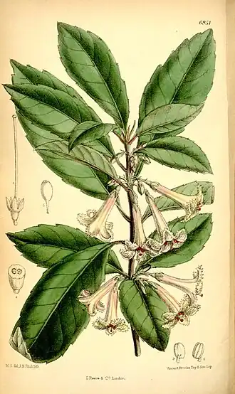Alseuosmia macrophylla (ilustração de Joseph Dalton Hooker, 1887).