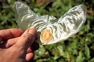 A característica "semente voadora" da Zanonia