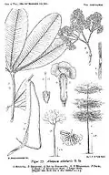 Ilustração botânica de Alstonia scholaris
