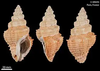 Três vistas da concha de um espécime de A. flindersi proveniente do Museu Nacional de História Natural, França; com Opérculo.