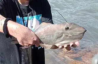 Espécime capturado em São Sebastião, em São Paulo, no Brasil