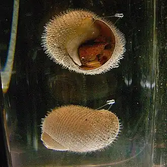 Dois espécimes de A. hessleri