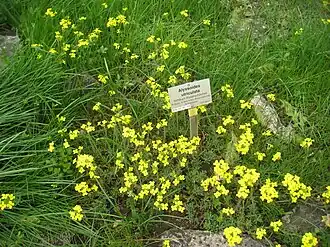 Alyssoides utriculata