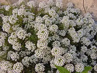Lobularia maritima