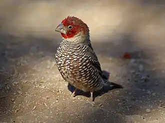 Macho de degolado-de-cabeça-vermelha