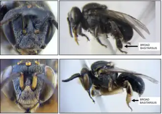 Operária (acima) e macho (abaixo) de A. magna. As setas pretas apontam para o largo basitarso, característico da espécie.