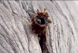 Túnel de entrada curto de A. magna