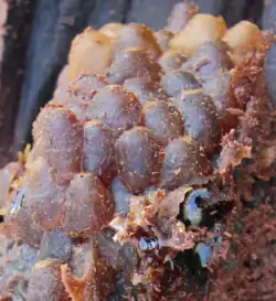 Potes de mel de A. magna