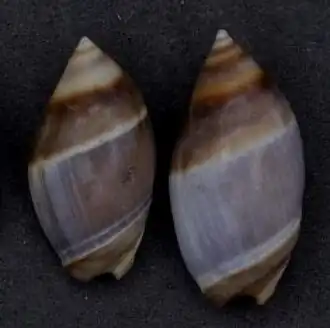 Duas conchas, expostas no Museu de História Natural de Leiden, de Amalda australis (G.B. Sowerby I, 1830),[2] coletadas na Nova Zelândia.