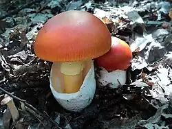 Amanita caesarea (Agaricomycetes)