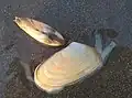 Dois indivíduos de A. mactroides. O que está acima mostra os umbos de suas valvas, o que está abaixo mostra os seus dois sifões.