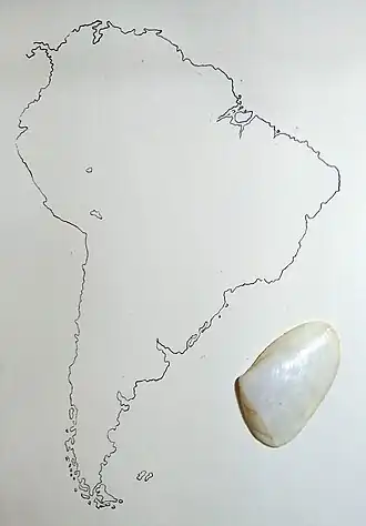 Segundo Eliezer de Carvalho Rios, a espécie A. mactroides está distribuída da região sudeste do Brasil, na baía da Ilha Grande, até o litoral da Argentina, em Río Negro[5]; sendo a única pertencente ao gênero Amarilladesma.[6] Espécime coletado em Ubatuba, São Paulo, região sudeste do Brasil, em agosto de 1993.