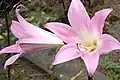 Flores de Amaryllis belladonna.