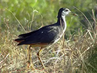 Amaurornis phoenicurus