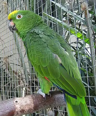 Espécime de papagaio-campeiro exposto num zoológico