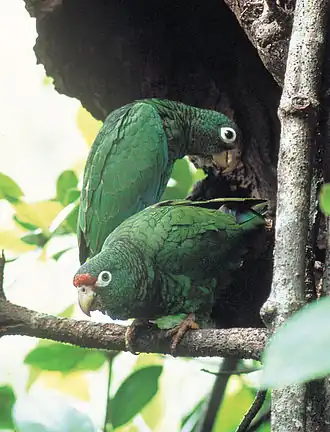 Papagaio-de-porto-rico (Amazona vittata)