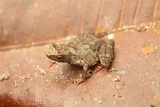 Amazophrynella minutus