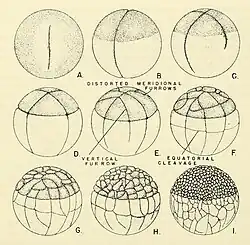 Ilustrações de embriões de salamandra durante as clivagens embrionárias.