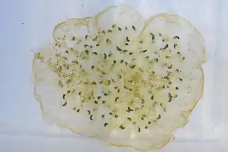 Relação simbiótica entre as algas e os ovos da salamandra Ambystoma maculatum