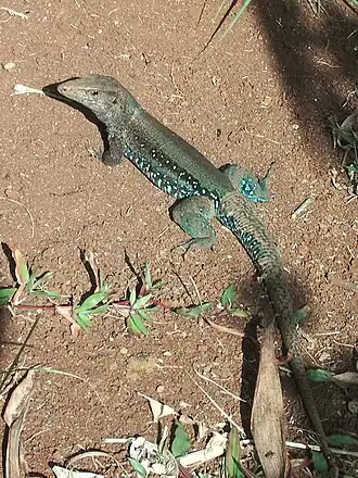 Ameiva fuscata