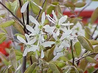 Amelanchier grandiflora