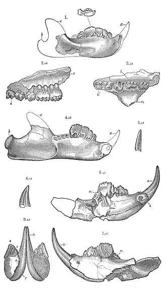 Mandíbulas inferior e superior