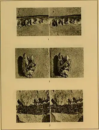 Mandíbulas e dentes de Laolestes vistos de diferentes ângulos