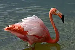 Flamingos