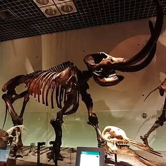 Esqueleto de um mastodonte exposto no Museu Nacional de Ciência do Japão.