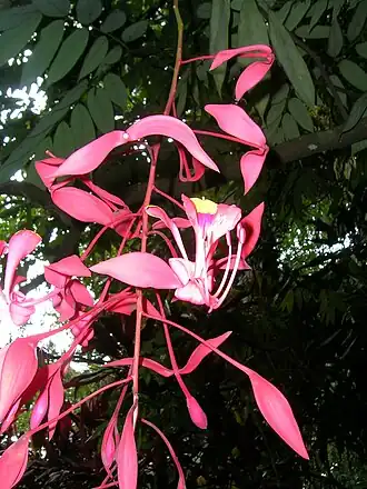 Amherstia nobilis