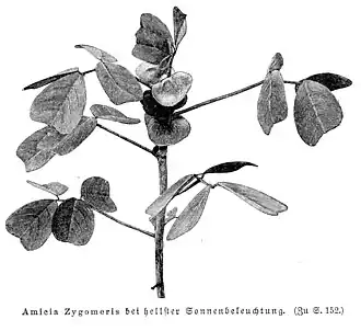 Amicia zygomeris