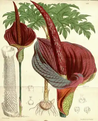 Amorphophallus konjac
