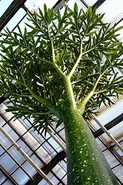 Folha no Jardim Botânico da Universidade de Bonn (Setembro de 2009)