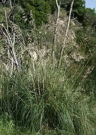 Ampelodesmos mauritanicus