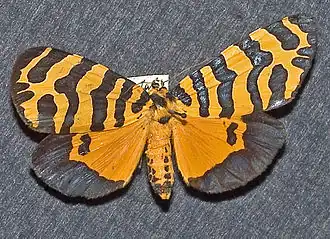 Amphicallia thelwalli