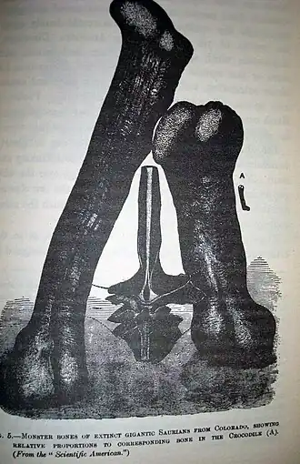 Ilustração dos ossos do M. fragillimus por E. D. Cope.