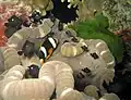 Jovens dascyllus dominó (Dascyllus trimaculatus) juntos com um peixe palhaço de cauda amarela (Amphiprion clarkii) fazendo simbiose com uma anêmona.