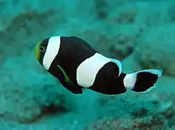 Peixe-palhaço de sela (Amphiprion polymnus) em Sulawesi, Indonesia.