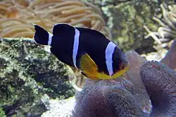 Peixe-palhaço mauriciano (Amphiprion chrysogaster) em aquário.