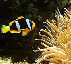 Peixe-palhaço de cauda amarela (Amphiprion clarkii) próximo á uma anêmona.