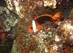Peixe-palhaço fogo (Amphiprion melanopus) em uma anêmona na Grande Barreira de Corais.