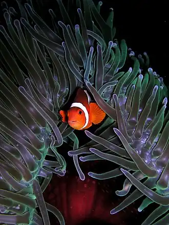 Amphiprion ocellaris em umaHeteractis magnifica