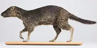 Modelo de A. weigelti