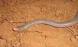 Amphisbaena mertensii