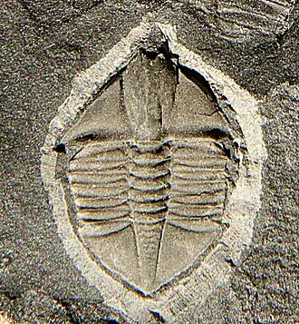 Fóssil de um Ampyx, da espécie A. lilleyensis.