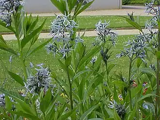 Amsonia tabernaemontana