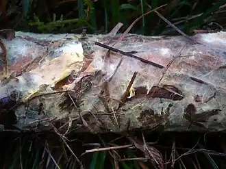 Amylocorticium subincarnatum