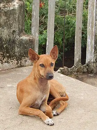 Um Cão de rua indiano